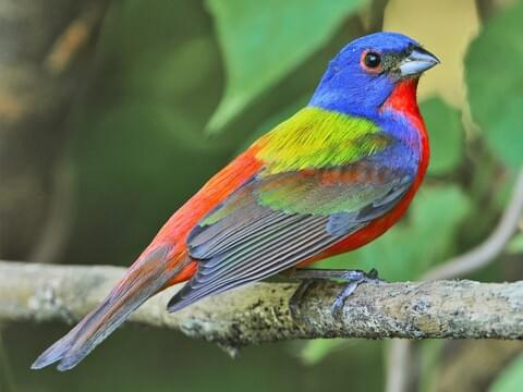 a colorful bird - blue, red, and green-yellow - perched on a branch